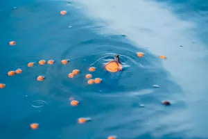 Korum Surface Feeder Float