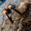 HMT Inline Barsch Bobber