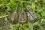 Korum Camo Feeder Pack - 30g