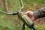 Korum Progress Slim Net Float 20cm